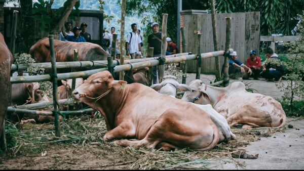 Sapi