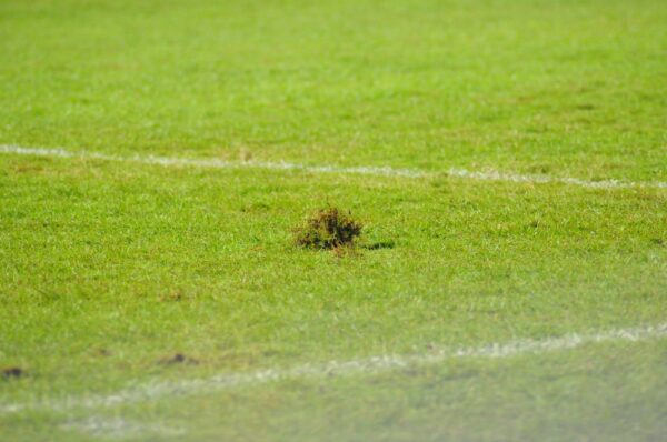 Rumput Stadion Pakansari